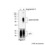 Phospho-Angiotensin Receptor 1 (Ser331, Thr332) Antibody in Western Blot (WB)