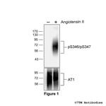 Phospho-Angiotensin Receptor 1 (Ser346, Ser347) Antibody in Western Blot (WB)