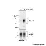 Phospho-Cannabinoid Receptor 1 (Ser429) Antibody in Western Blot (WB)