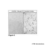 CXCR4, CXC Chemokine Receptor 4 Antibody in Immunohistochemistry (PFA fixed) (IHC (PFA))