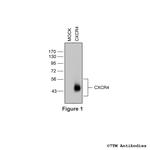 CXCR4, CXC Chemokine Receptor 4 Antibody in Western Blot (WB)