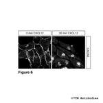 CXCR4, CXC Chemokine Receptor 4 Antibody in Immunocytochemistry (ICC/IF)