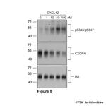 CXCR4, CXC Chemokine Receptor 4 Antibody in Western Blot (WB)