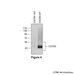 CXCR4, CXC Chemokine Receptor 4 Antibody in Western Blot (WB)