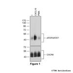 Phospho-CXC Chemokine Receptor 6 (Ser320, Ser321) Antibody in Western Blot (WB)