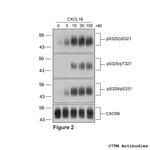 Phospho-CXC Chemokine Receptor 6 (Ser320, Ser321) Antibody in Western Blot (WB)