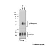 Phospho-CXC Chemokine Receptor 6 (Ser329, Ser331) Antibody in Western Blot (WB)