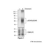 Phospho-Chemerin Receptor 1 (Ser345, Ser346) Antibody in Western Blot (WB)