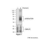 Phospho-Chemerin Receptor 1 (Ser352, Thr354) Antibody in Western Blot (WB)