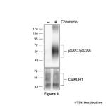 Phospho-Chemerin Receptor 1 (Ser357, Ser358) Antibody in Western Blot (WB)