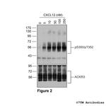 Phospho-Atypical Chemokine Receptor 3 (Ser350, Thr352) Antibody in Western Blot (WB)