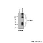 ACKR3, Atypical Chemokine Receptor 3 Antibody in Western Blot (WB)