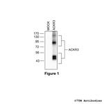 ACKR3, Atypical Chemokine Receptor 3 Antibody in Western Blot (WB)