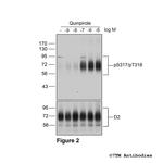 Phospho-Dopamine Receptor 2 (Ser317, Thr318) Antibody in Western Blot (WB)