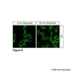 D2, Dopamine Receptor 2 Antibody in Immunocytochemistry (ICC/IF)