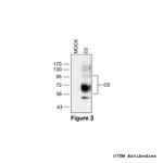 D2, Dopamine Receptor 2 Antibody in Western Blot (WB)