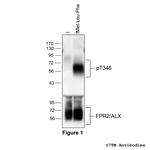 Phospho-Formylpeptide Receptor 2 (Thr346) Antibody in Western Blot (WB)