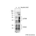 Phospho-Hydroxycarboxylic Acid Receptor 2 (Thr338) Antibody in Western Blot (WB)