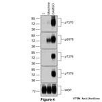 Phospho-mu-Opioid Receptor (Thr370) Antibody in Western Blot (WB)