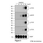 Phospho-mu-Opioid Receptor (Thr370) Antibody in Western Blot (WB)