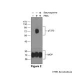 Phospho-mu-Opioid Receptor (Thr370) Antibody in Western Blot (WB)