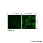 Phospho-mu-Opioid Receptor (Ser375) Antibody in Immunocytochemistry (ICC/IF)