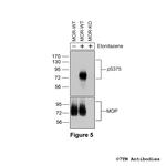 Phospho-mu-Opioid Receptor (Ser375) Antibody in Western Blot (WB)