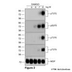 Phospho-mu-Opioid Receptor (Ser375) Antibody in Western Blot (WB)