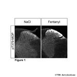 Phospho-mu-Opioid Receptor (Thr379) Antibody in Immunohistochemistry (PFA fixed) (IHC (PFA))