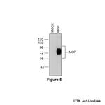 MOP, mu-Opioid Receptor Antibody in Western Blot (WB)