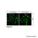 MOP, mu-Opioid Receptor Antibody in Immunocytochemistry (ICC/IF)