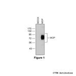 MOP, mu-Opioid Receptor Antibody in Western Blot (WB)