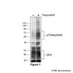 Phospho-DP2 Prostanoid Receptor (Thr344, Ser345) Antibody in Western Blot (WB)