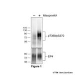 Phospho-EP4 Prostanoid Receptor (Thr369, Ser370) Antibody in Western Blot (WB)