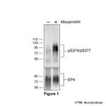 Phospho-EP4 Prostanoid Receptor (Ser374, Ser377) Antibody in Western Blot (WB)