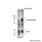 Phospho-EP4 Prostanoid Receptor (Ser364, Ser366) Antibody in Western Blot (WB)