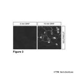 Phospho-Somatostatin Receptor 2 (Thr356, Thr359) Antibody in Immunocytochemistry (ICC/IF)