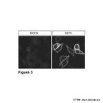 SST5, Somatostatin Receptor 5 Antibody in Immunocytochemistry (ICC/IF)