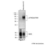 Phospho-Tachykinin Receptor 3 (Thr402, Thr404) Antibody in Western Blot (WB)