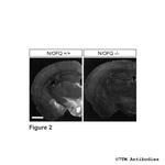 N/OFQ, Nociceptin/Orphanin FQ Antibody in Immunohistochemistry (Paraffin) (IHC (P))