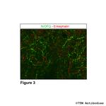 N/OFQ, Nociceptin/Orphanin FQ Antibody in Immunohistochemistry (Paraffin) (IHC (P))