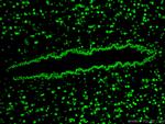 TDP-43 Antibody in Immunohistochemistry (Paraffin) (IHC (P))