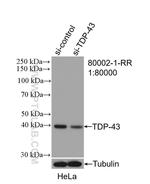 TDP-43 Antibody in Western Blot (WB)