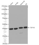 TDP-43 Antibody in Western Blot (WB)