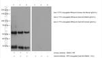 FITC Antibody in Western Blot (WB)