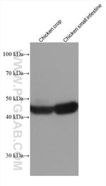 smooth muscle actin Antibody in Western Blot (WB)
