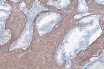 Collagen Type III Antibody in Immunohistochemistry (Paraffin) (IHC (P))