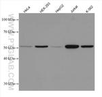 calreticulin Antibody in Western Blot (WB)