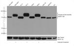 Phospho-EIF4B (Ser406) Antibody in Western Blot (WB)