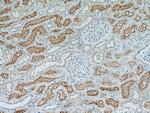 ACE2 Antibody in Immunohistochemistry (Paraffin) (IHC (P))